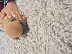 Jack russel terrier Yorkshire terrier mix