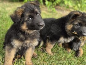 Reinrassige Langstockhaar Schäferhundwelpen