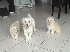 Maltipoo Welpen