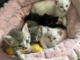 Amy, Tina, Bowie, Elvis und Fredy