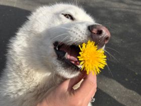 Husky- Samojede Welpen