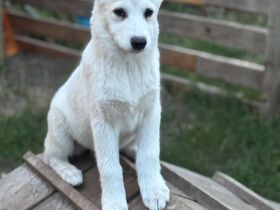 Samusky