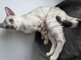 Bengalin sucht heim
