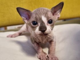 Canadian Sphinx Kitten