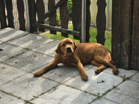 Zuckersüße Labrador Foxred Hündin