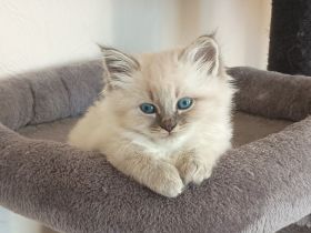 Neva Masquarade Kitten