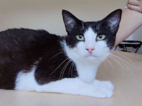 Gora sucht ein Zuhause mit freundlichen Katzenkumpels