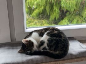 Kater zum Verschenken