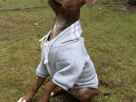 Jack Russell