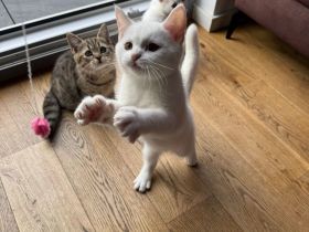 BKH Kittem