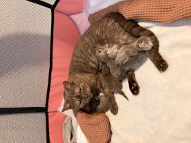 BKH Kitten