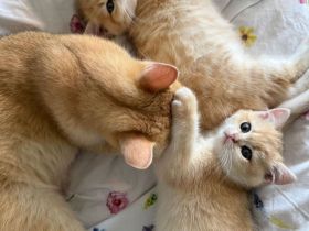 Britisch Kurzhaar Kitten Red Golden