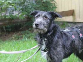 Winnie, Jagdhund-Schnauzer-Mix, geb. 2024, su. hundeerfahrene Menschen, die wissen wie man mit ängli