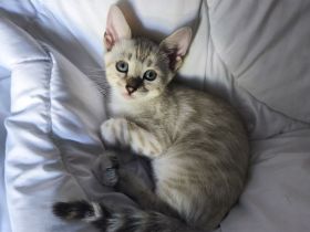 Wunderschöne reinrassige Bengal Kitten suchen ab sofort ihr neues liebevolles zu Hause