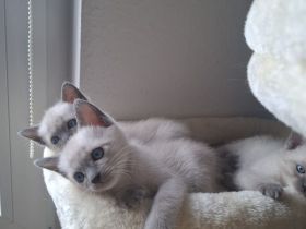 Wir verkaufen Siam Blue Point Kitten