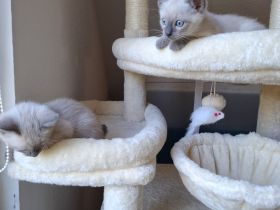 Wir verkaufen Siam Blue Point Kitten