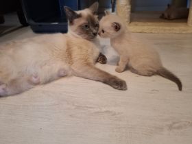Wir verkaufen Siam Blue Point Kitten