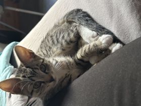 Junger Kater