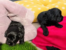 Labradoodle Welpen Mini