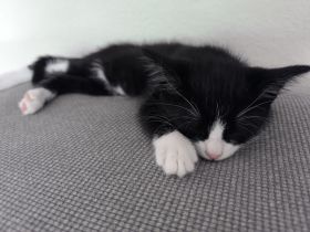 Kater sucht Neues Zuhause