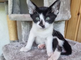OKH Katzenkinder