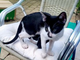 Wunderschöne OKH Katzenkinder