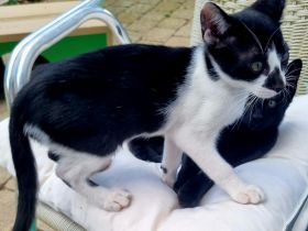 OKH Katzenkinder