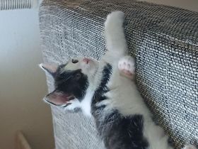 Babykatze in guten händen abzugeben