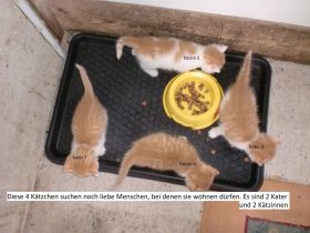 Babykatzen, Kitten, Katzenkinder, Kätzchen, Katzen