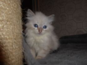 sibirische Katzenbabys mit Stammbaum