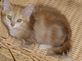 Sibirische Katzenbabys mit Stammbaum