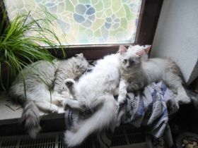 Sibirische Katzenbabys mit Stammbaum