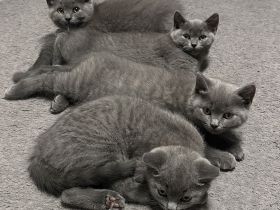 BKH Kitten abgabebereit