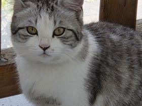 !! Liebe Britisch Kurzhaar- Katze sucht dringend neues Zuhause!!
