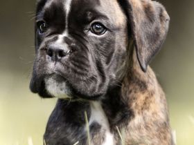Boxerwelpen zu verkaufen