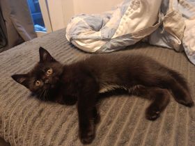 Bombay Mischlings Kätzchen abzugeben ein Kater