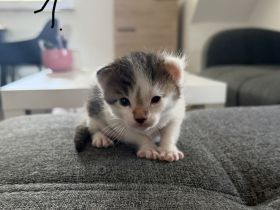 Maine Coon Mix Kitten