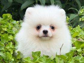 Pomeranian Pomchi Chihuahua
