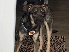 Kira sucht ihre Familie