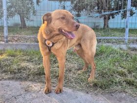Sanfter und freundlicher Samuel sucht Zuhause