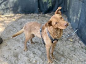 Sanfter und freundlicher Samuel sucht Zuhause