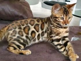 Wunderschöne reinrassige Bengal-Kätzchen