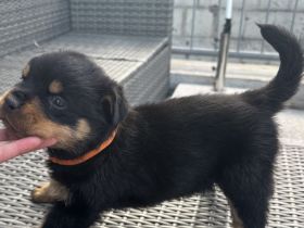 Rottweiler Welpen