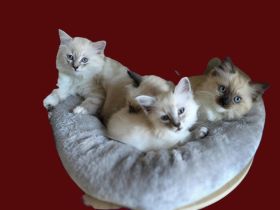 Traumhafte Ragdolls Kitten Abgabe ab 28.06.26