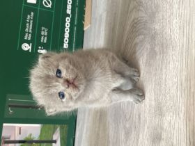 Reinrassige BKH kitten suchen ein liebevolles Zuhause