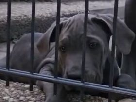 Cane Corso Welpe in gute Hände abzugeben