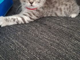 BKH Kitten Silver Taby