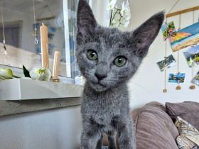 Russischblau Kitten suchen ein liebevolles Zuhause. "Ab dem 4.Juli können wir bei dir zu Hause sein!