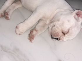 Französische bulldogge mix welpen