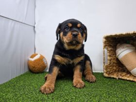Rottweiler welpen
